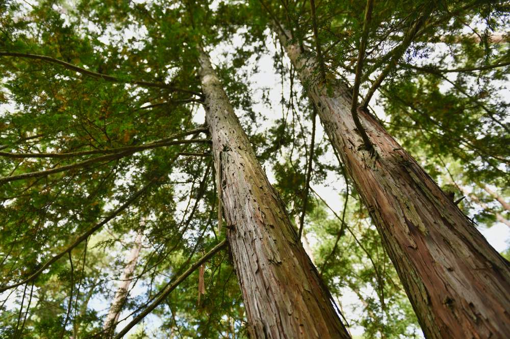 「天竜桧」を使用した神徒壇